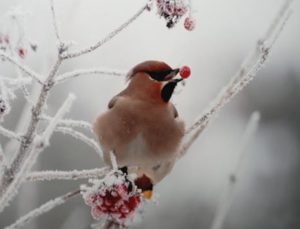 Les oiseaux sont une poésie.