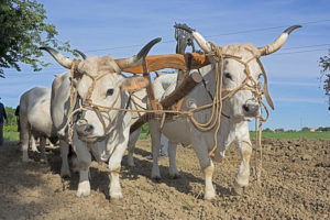 Rabaisser au rang du servage