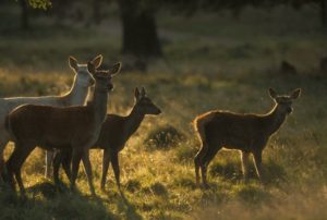 Lire la suite à propos de l’article Pensées matinales – Poésie
