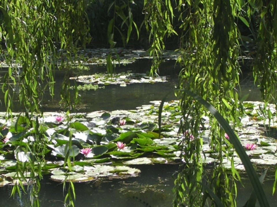 You are currently viewing La vie dans tes yeux – Poesie