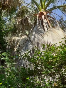 Des arbres surprenants