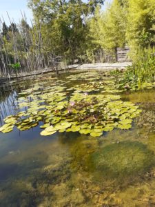 Lire la suite à propos de l’article Les bambous en Provence