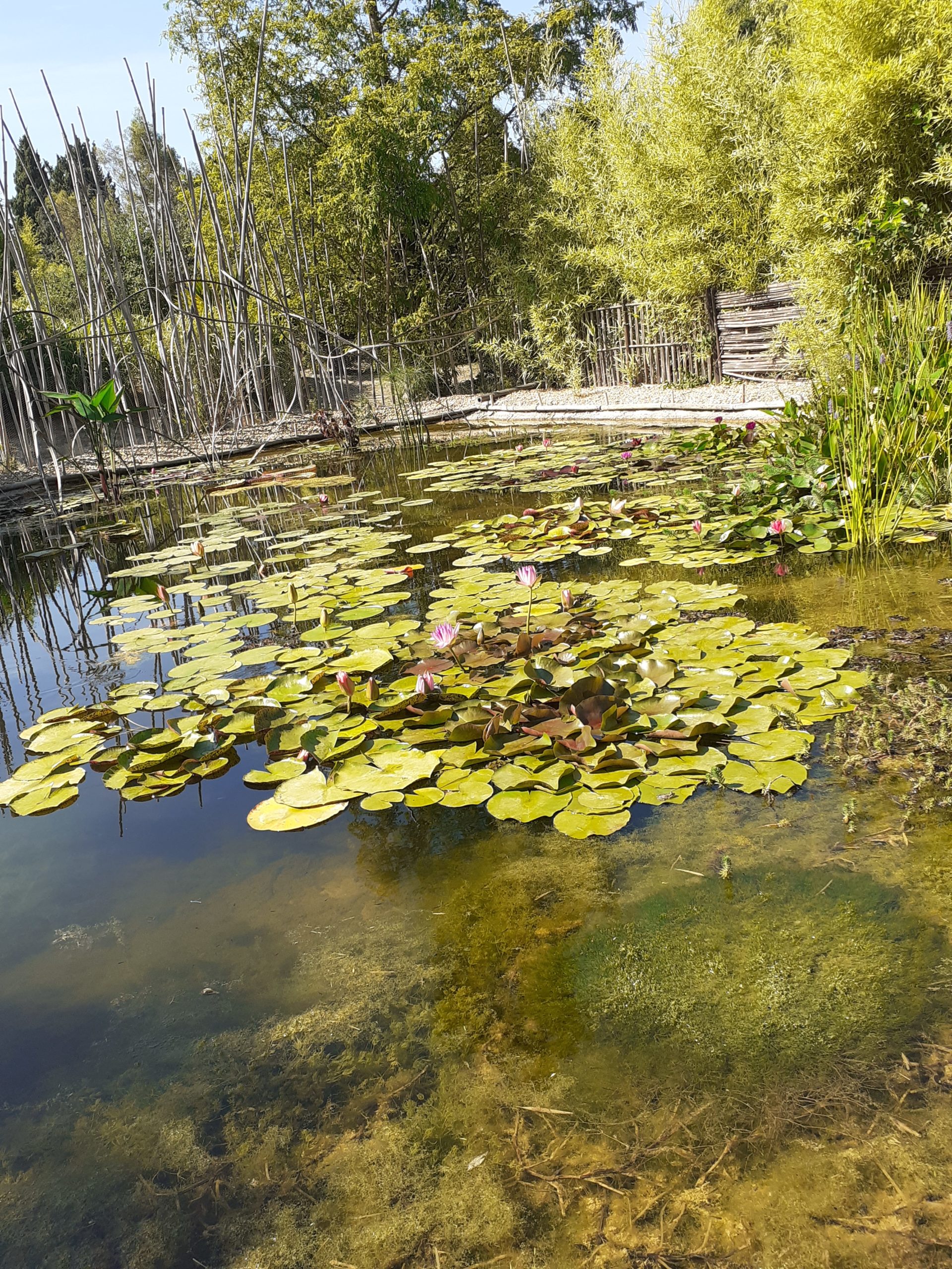 You are currently viewing Les bambous en Provence