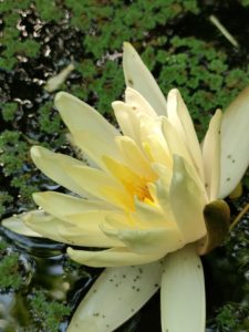 Fleur de nymphéa et fleur de lotus