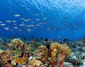 Notre écosystème, c'est la vie des origines, du présent et de notre futur. Toute vie sur terre serait-elle détruite par la guerre ?